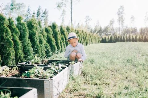 Young boy looking at his vegetable patch in his yard in summer Fotos de archivo