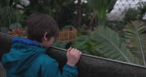 Young boy looks down into zoo exhibit - from behind shot Stock Footage 244489287