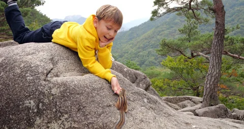 Young boy lying on rock feeding chipmunk at mountain park Stock Footage 304074461