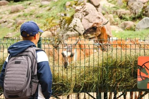 Young boy observing a Mountain Bongo and a llama at the zoo, showcasing the.. Stock-Fotos