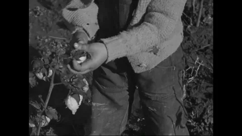 Young boy pick cotton and collect into his pocket in cotton field - 1930 Stock Footage 101714867