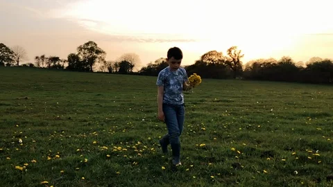 Young boy picking a handful of dandelions in a spring field Stock Footage 106986879