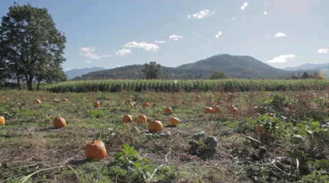 Young Boy Picking out Pumpkin in Pumpkin Patch - Halloween 스톡 동영상 42878997