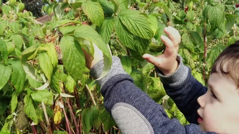 Young Boy Picking Raspberry's Vídeo Stock 72380833