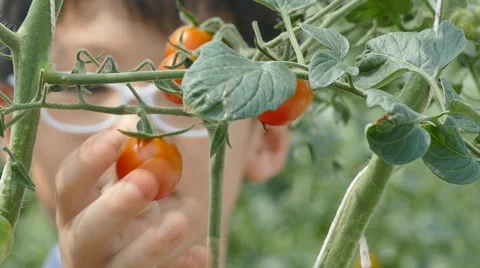 Young boy picking a ripe tomato and eating it Stock Footage 57303510