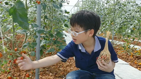 Young boy picking a ripe tomato and eating it Stock Footage 57310258