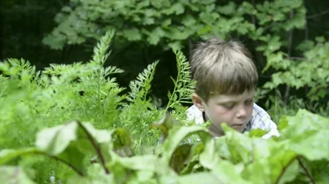 Young boy picks beets in garden Stock Footage 42676011