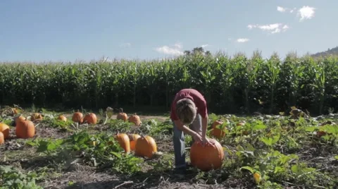 Young Boy Picks out a Pumpkin at Pumpkin Patch - Halloween 스톡 동영상 42878831