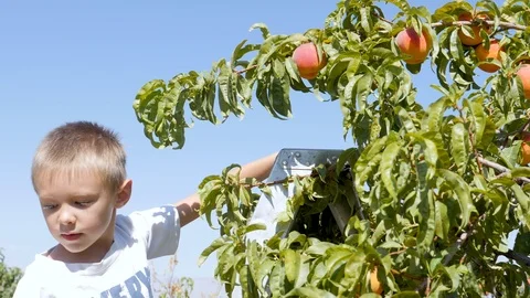 Young boy picks peach off branch on ladder Video stock 103404501