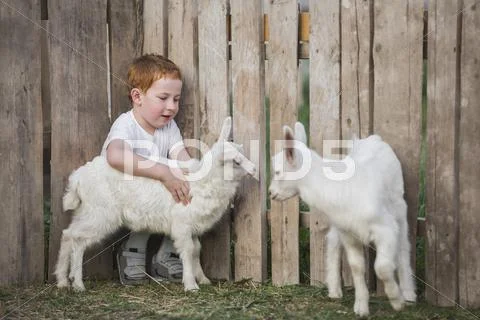 Young Boy Playing With Baby Goats In Park