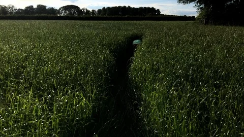Young boy playing hide and seek through long meadow grass Stock Footage 112096341