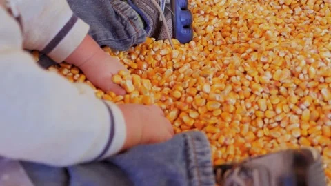 A Young Boy Playing With Kernels Stock Footage 135457618