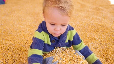 Young Boy Playing With Kernels Stock Footage 135834236