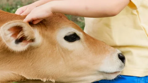 Young boy playing with small calf in the field and strokes the small cow Video stock 91493512