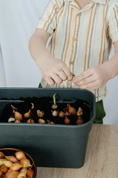 Young boy preparing a container to grow onions for green scallions at home. Stock Photos