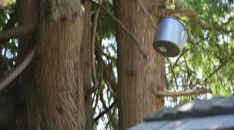 Young boy pulling a bucket up into a tree Stock Footage 22919795