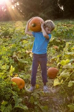 Young boy in pumpkin patch, carrying pumpkin Foto stock