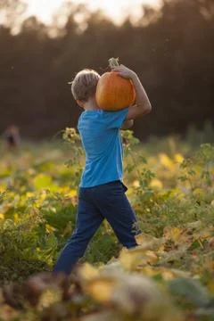 Young boy in pumpkin patch, carrying pumpkin, rear view Fotos de archivo