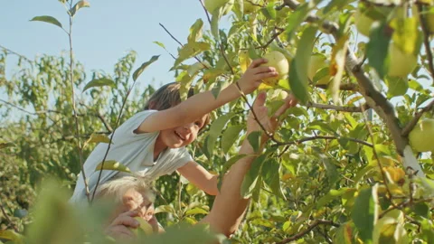 Young boy reaching for apple in orchard with adult assistance. Outdoor family Stock Footage 274883733