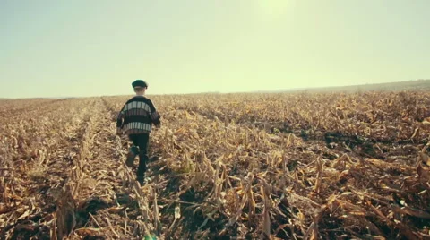 Young boy running through the corn field to the sun Stock Footage 56804410