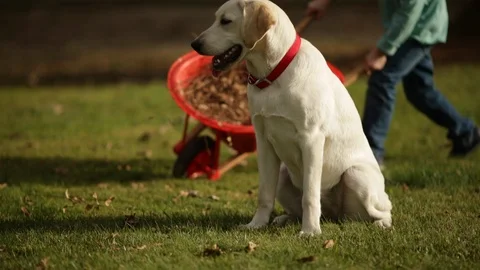 Young boy running with a wheelbarrow around his dog. 库存影片 88371013