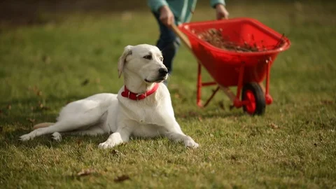 Young boy running with a wheelbarrow past his dog. Vidéo 88371001