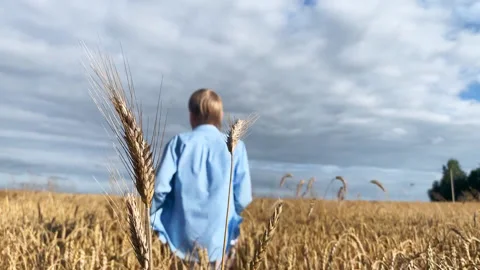 A young boy runs through a field of wheat. Stock Footage 224369109