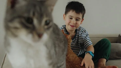 Young boy sharing couch with two Felidae, petting their fur Stock Footage 274663439