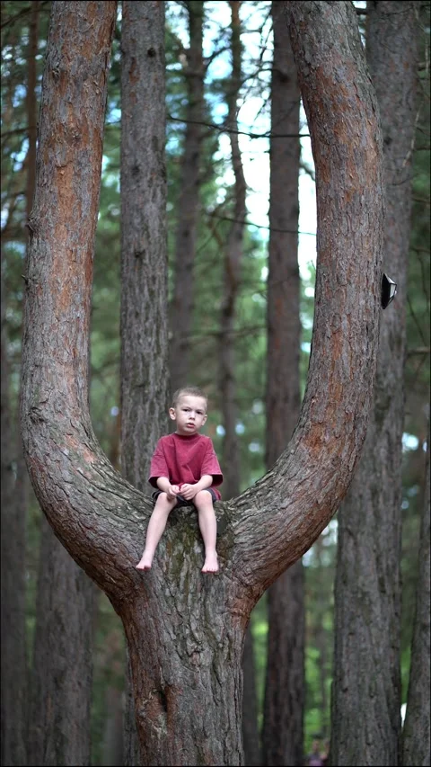 A young boy sits peacefully on a tree branch in a pine forest Stock-Footage 340933063