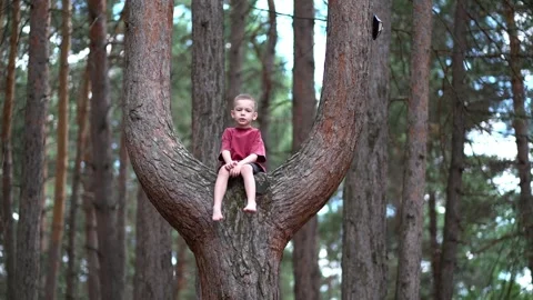 A young boy sits on a tree branch in a dense forest, Video stock 338415302