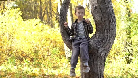 A young boy sits in a tree in a vibrant autumn forest with golden leaves, gazing Video stock 347681781