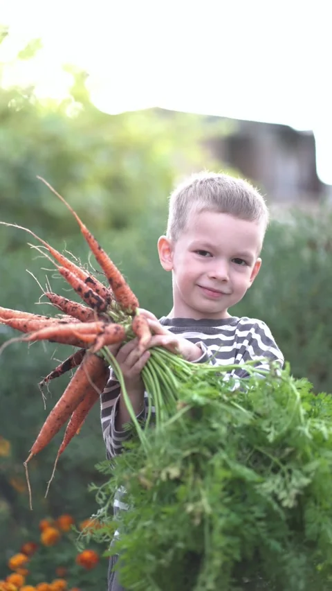 Young boy smiling while holding a large bunch of freshly harvested dirty carrots 库存影片 343685663