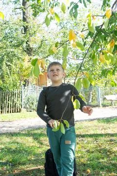 A young boy stands beneath a tree with vibrant leaves, looking up with wonder 스톡 사진