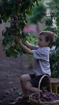 Young boy on a stool picks a ripe plum from the tree and carefully places i.. 写真素材