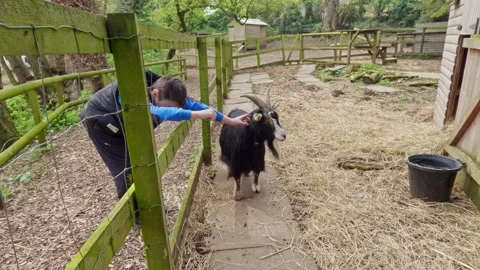Young boy stroking a billy goat through a wooden fence. Lincolnshire. Stockbeeldmateriaal 239638003