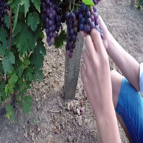 Young Boy Taking Care of the Grapes in Vineyard Stock Footage 69310965