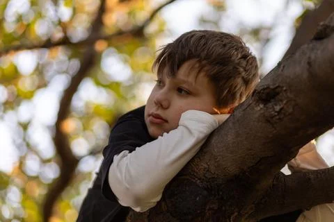 Young boy in a tree. Stock Photos