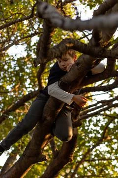 Young boy in a tree. Stock Photos