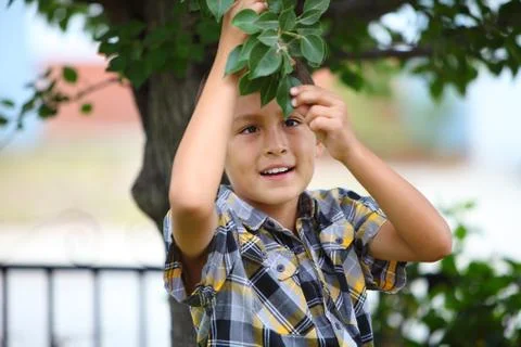Young boy under a tree Stock Photos