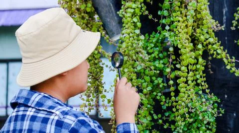 Young boy is using a small magnifying glass to inspect and to study plants Stock Photos