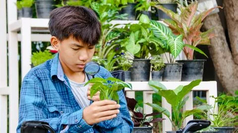Young boy is using a small magnifying glass to inspect and to study plants Stock Photos
