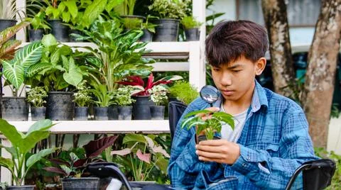 Young boy is using a small magnifying glass to inspect and to study plants Stock Photos