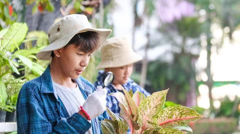 Young boy is using a small magnifying glass to inspect and to study plants Stock Photos