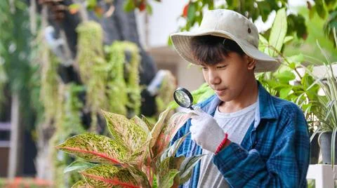 Young boy is using a small magnifying glass to inspect and to study plants Stock Photos