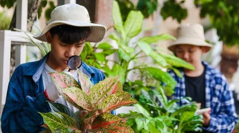 Young boy is using a small magnifying glass to inspect and to study plants Stock Photos