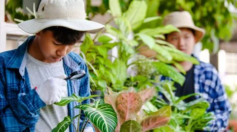 Young boy is using a small magnifying glass to inspect and to study plants Stock Photos