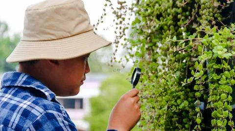 Young boy is using a small magnifying glass to inspect and to study plants Stock Photos