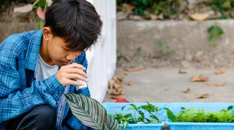 Young boy is using a white small microscope to inspect and to study plants Stock Photos