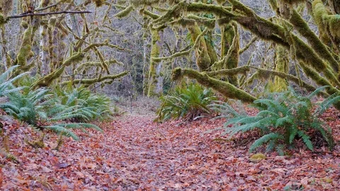 Young boy walk though a mossy forest in the fall. Stock Footage 121366522