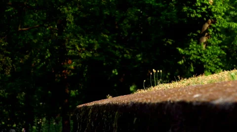 Young Boy Walking Along a Wall Stock Footage 371706